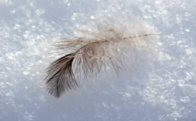 The bird's feather lies on the white snow. Macro