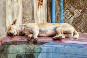 Portrait of Indian street dog in Ahmedabad