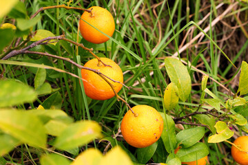 Oranges grow on a tree branches in the old citrus plantation. Great harvest. Harvesting.  Macro shoot in nature