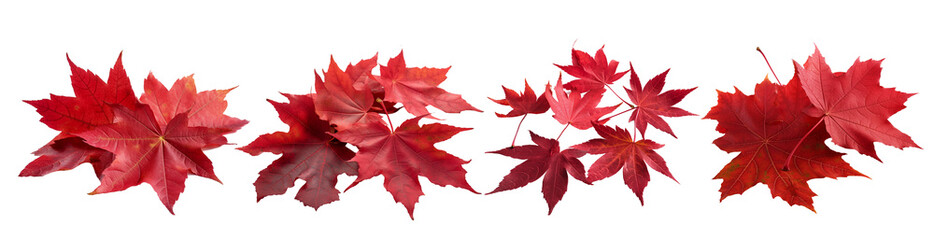 red maple leaves. maple leaf isolated on white