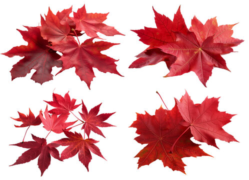 red maple leaves. maple leaf isolated on white
