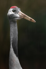 Red-crowned crane