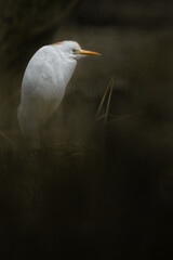Cattle egret