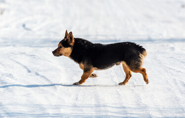 The dog runs in the snow in winter