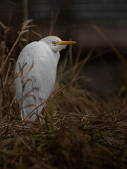 Cattle egret