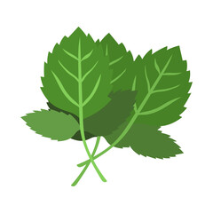 Fototapeta premium モロヘイヤ。フラットなベクターイラスト。 Jew’s marrow. Flat designed vector illustration.