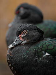 Muscovy duck