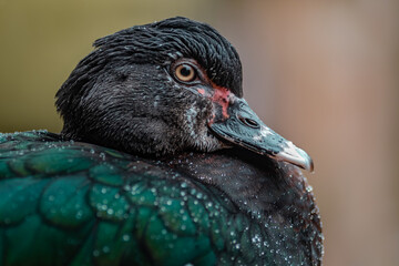 Muscovy duck