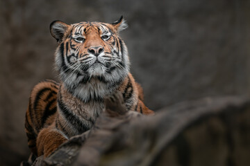 Sumatran tiger