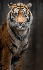 Sumatran tiger