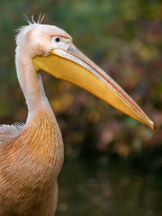 Great white pelican