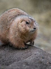 Black-tailed prairie dog