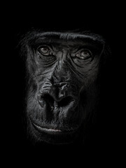 Fototapeta na wymiar Western gorilla