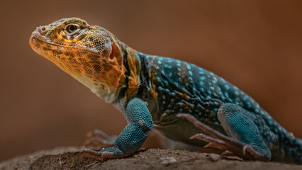 Agama Lionotus Dodomae