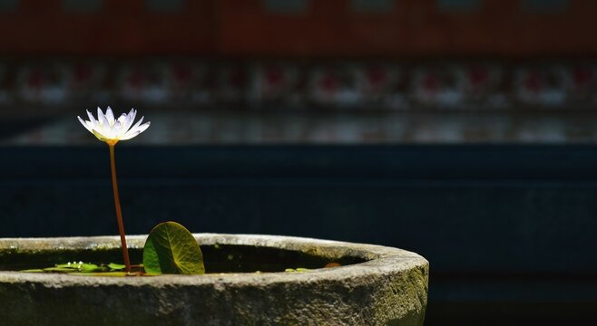 the beauty of the lotus flower