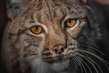 Photo sur Plexiglas Lynx Eurasian lynx
