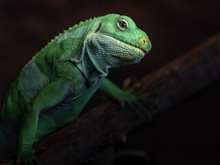 Fiji banded iguana
