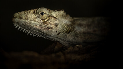 Anolis