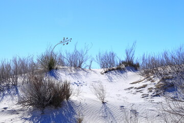 Yucca in the White Sand at White Sands National Park in New Mexico, USA 