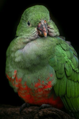 Australian king parrot