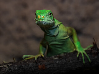 Fiji banded iguana
