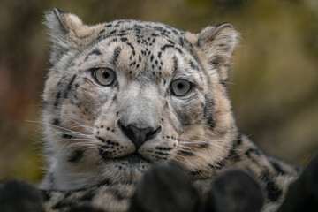 Snow leopard (Irbis)