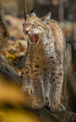 Naklejka na ściany i meble Eurasian lynx