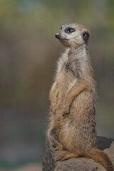 Meerkat