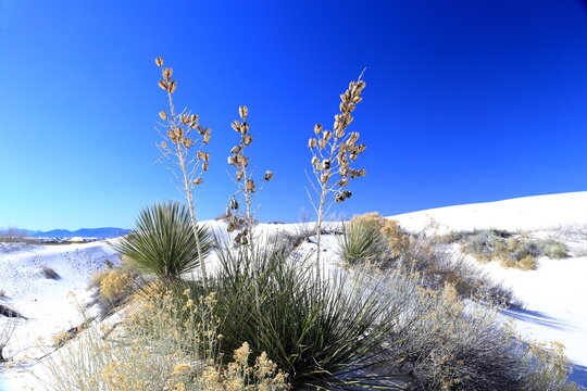 Yucca in the White Sand at White Sands National Park in New Mexico, USA 