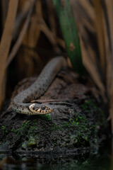 Grass Snake