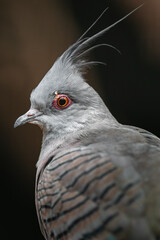 Crested pigeon
