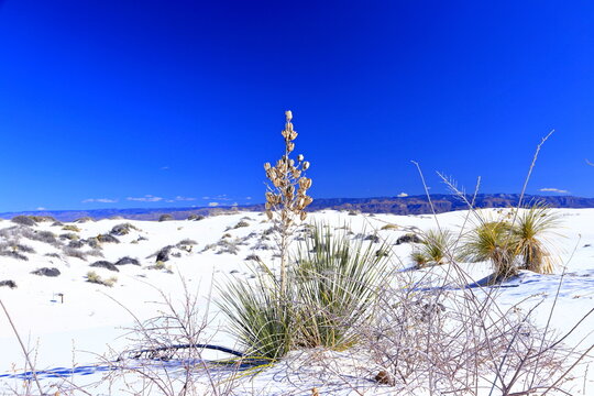 Yucca in the White Sand at White Sands National Park in New Mexico, USA 