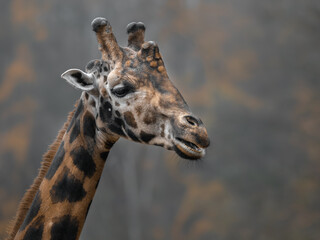 Northern giraffe