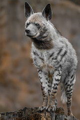 Striped hyena