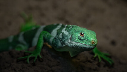 Fiji banded iguana