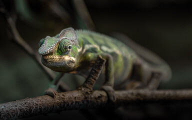 Panther chameleon