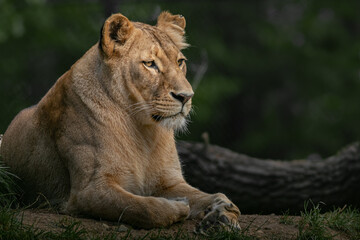 Panthera leo melanochaita
