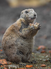 Prairie dog