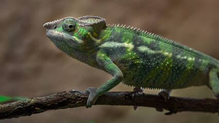 Panther chameleon
