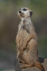 Meerkat