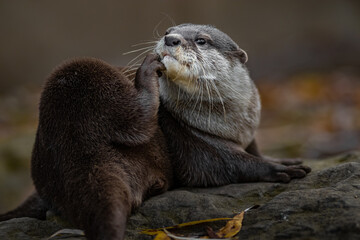 Asian small-clawed otter