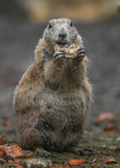 Prairie dog