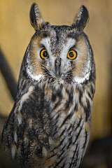 Long-eared owl