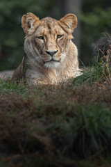 Panthera leo melanochaita