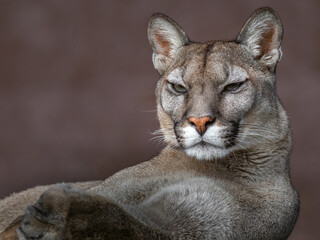 Cougar (Puma concolor)