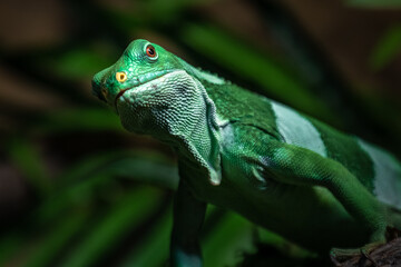 Fiji banded iguana