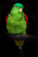 Fototapeta na wymiar Red-winged parrot
