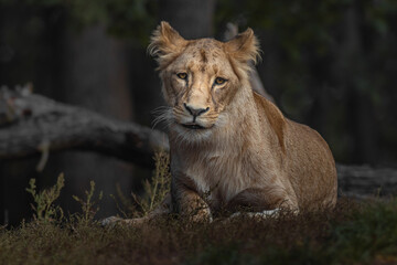 Obraz na płótnie Canvas Panthera leo melanochaita