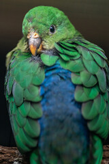 Australian king parrot