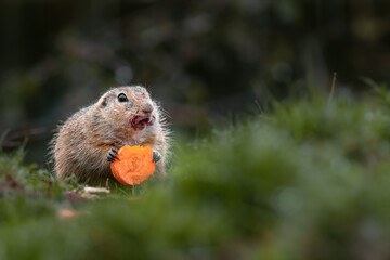 European ground squirrel